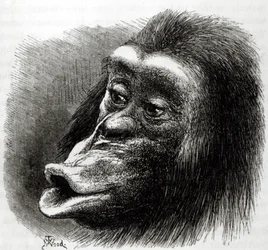 Teleurgestelde en chagrijnige chimpansee